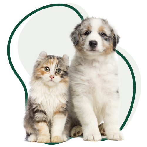 Clínica Veterinária 24 HORAS Em São Paulo